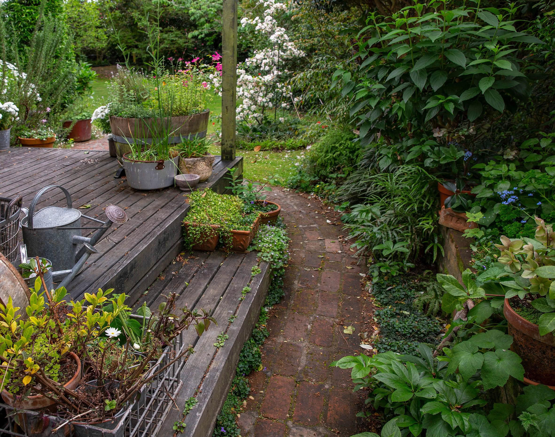 Arohanui Hospice Logo Colour